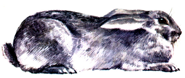 Рис. 4. Кролик породы венский голубой
