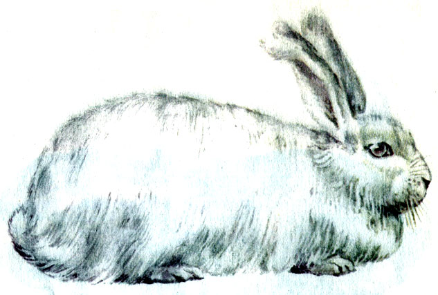 рис. 6. Кролик белый пуховой