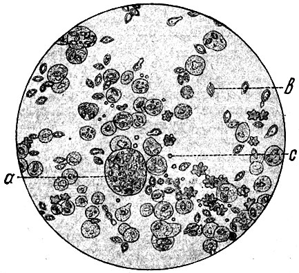 . 101. Cryptococcus farciminosus   ( ): a -     ; b -  ,    ; c - ,    