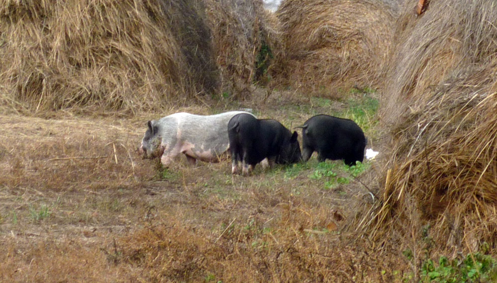 Вьетнамские свиньи у сена