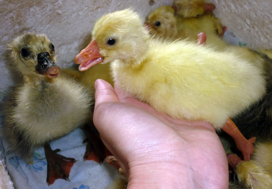 Сухие новорожденные гусята