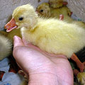 Сухие новорожденные гусята