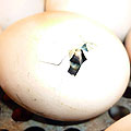 Цыплята новорожденные. Наклёв яйца